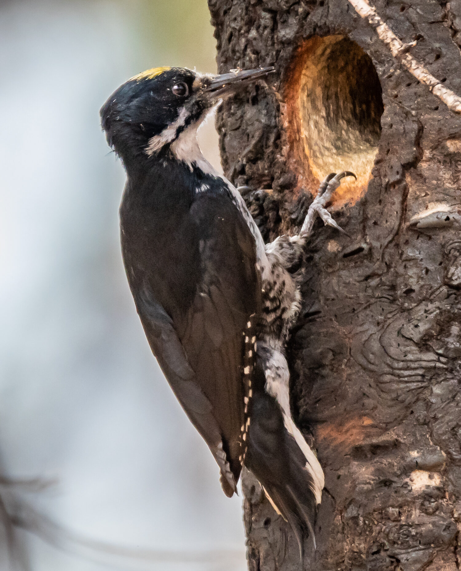 Black-backed woodpecker at the Deschutes National Forest by Linda Steider