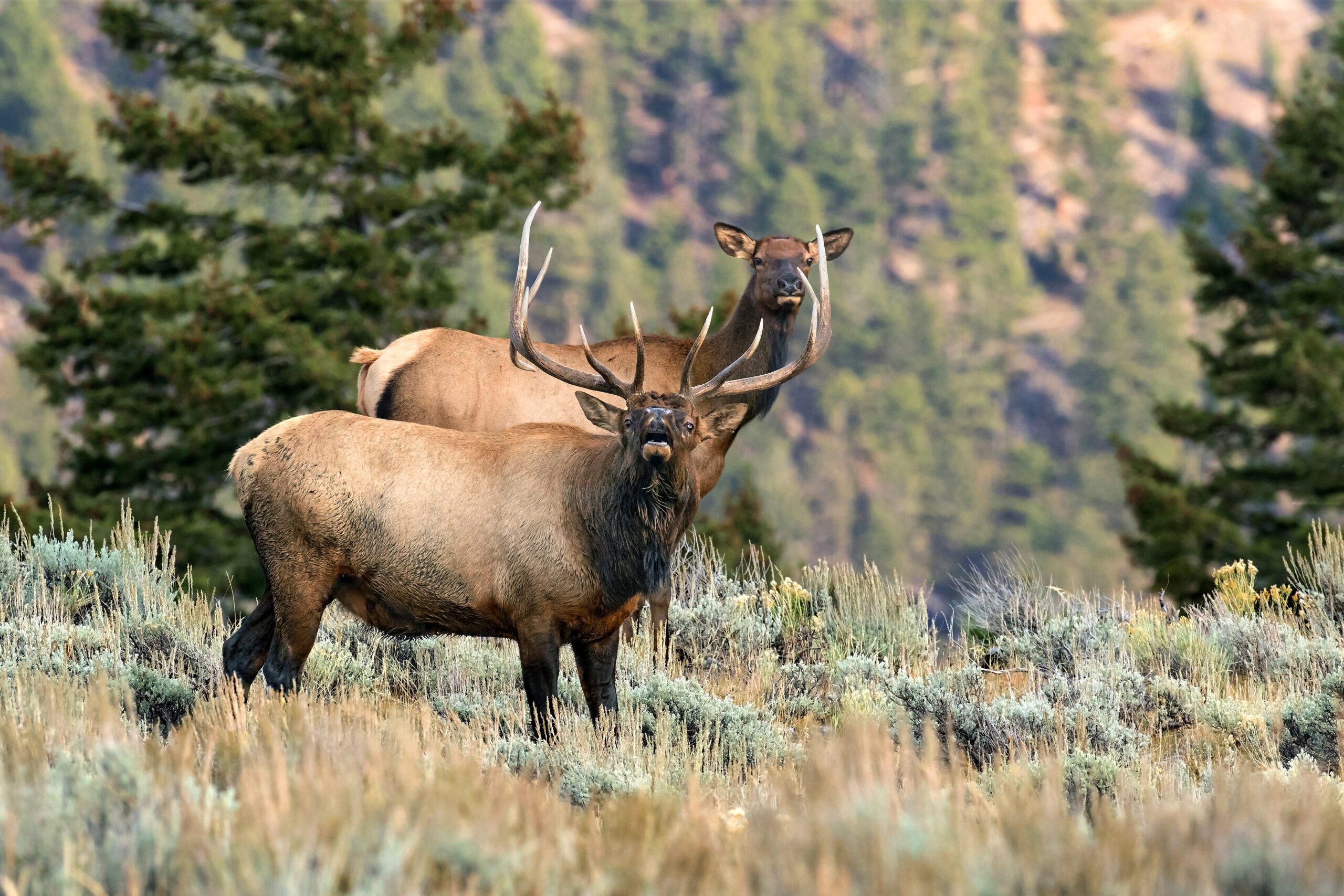 Bugling elk in Malheur National Forest Oregon by Drew Watson