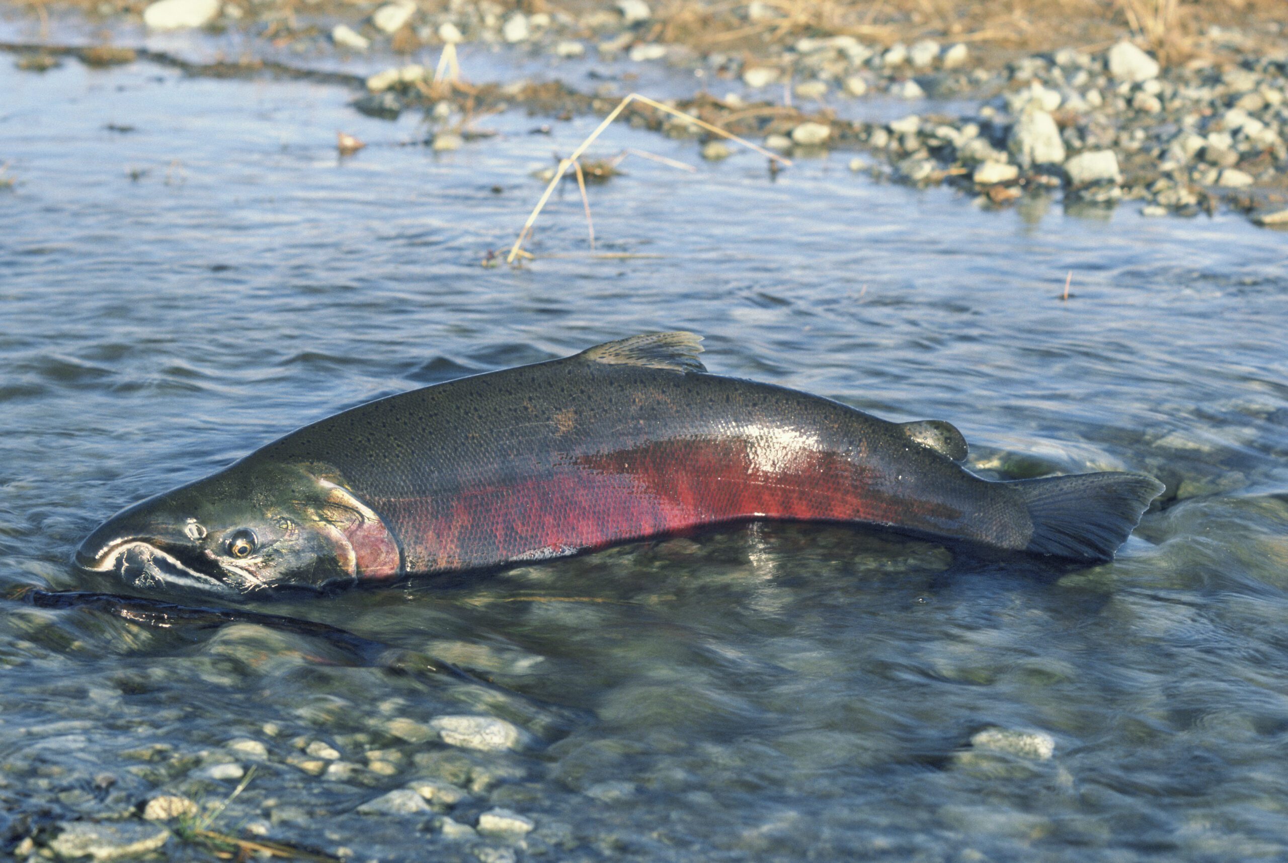 Klamath Chinook Salmon by Dave Menke USFWS