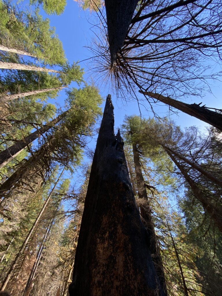 Fire Ecology Hike