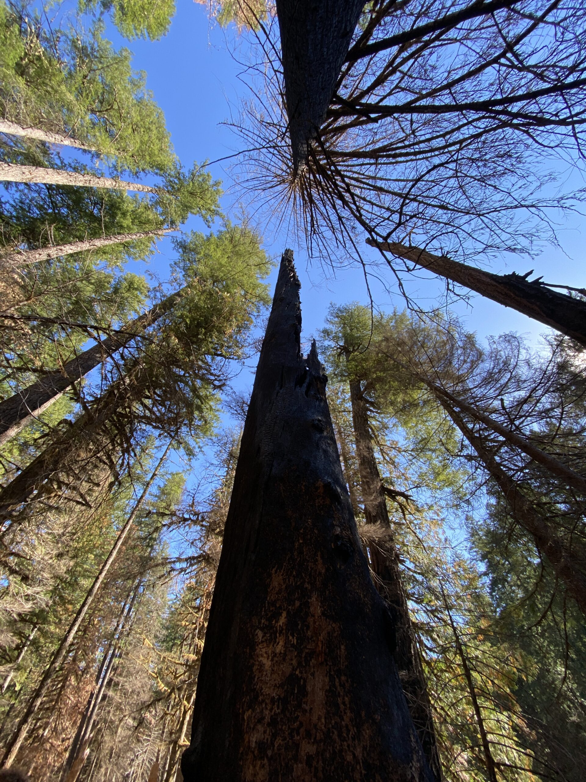 A burned forest canopy has living and dead trees