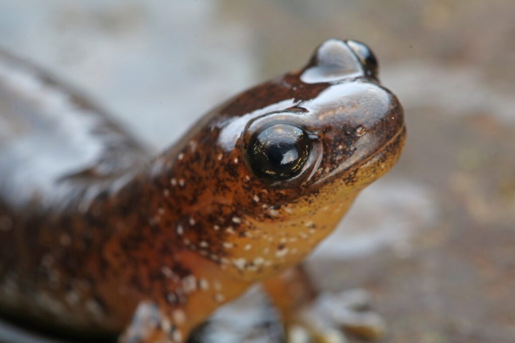 Salamander in Mount Hood National Forest Oregon by Bryce Wade