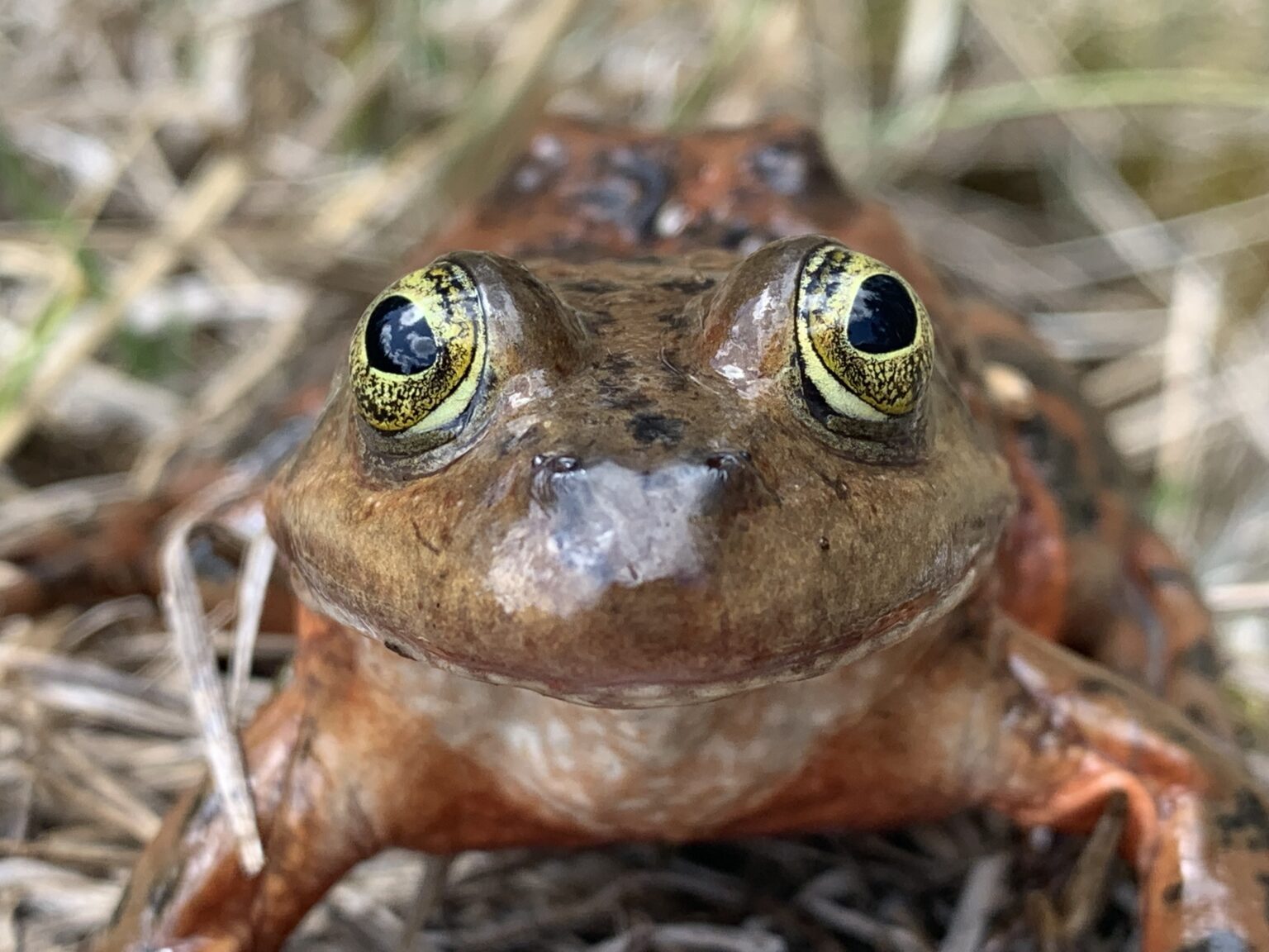 Oregon Spotted Frog - Oregon Wild