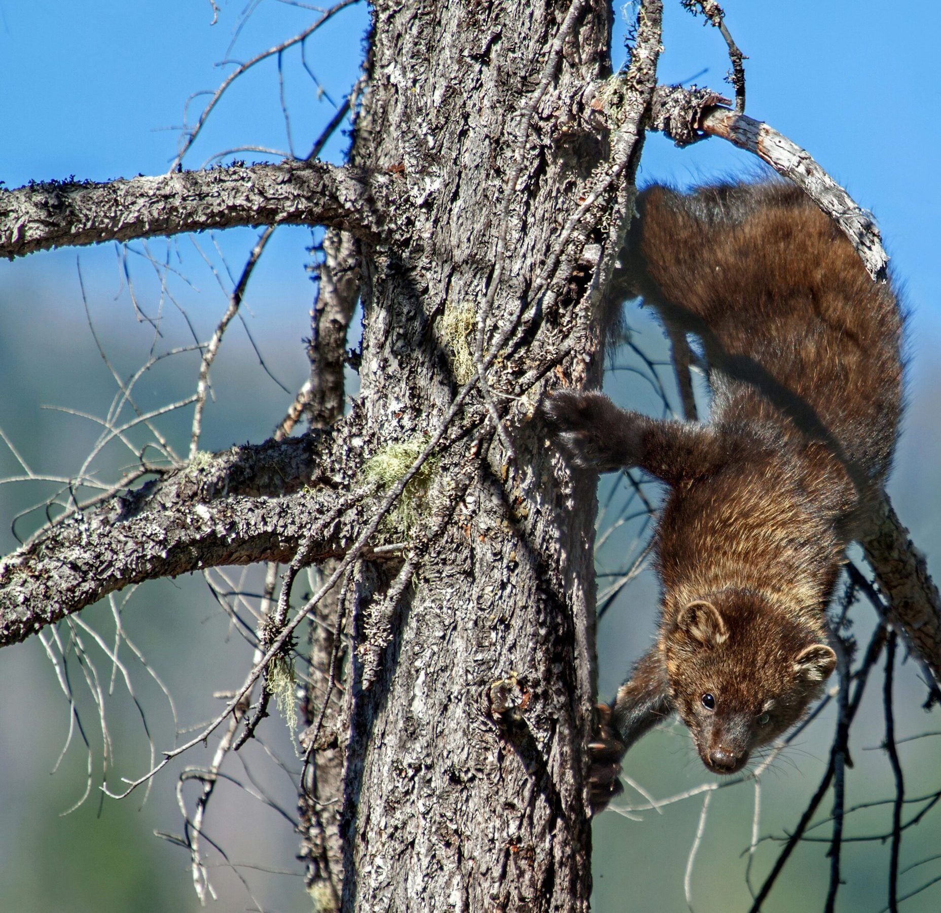 Pacific Fisher by Drew Watson