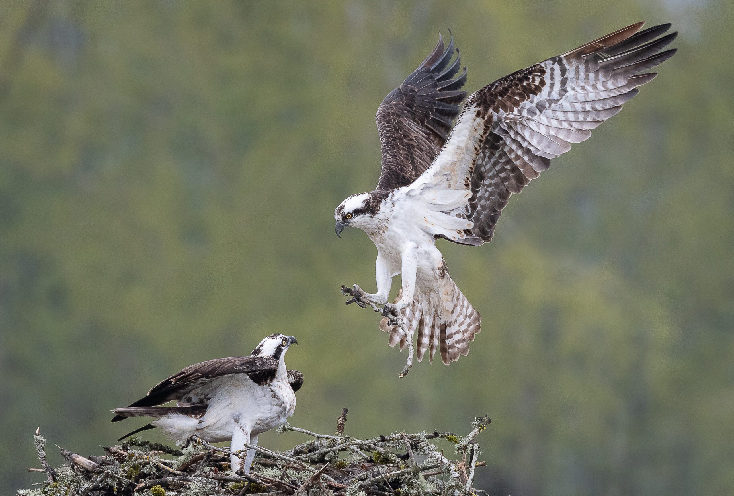 Osprey nest in Sauvie Island Oregon by Ken Goldman