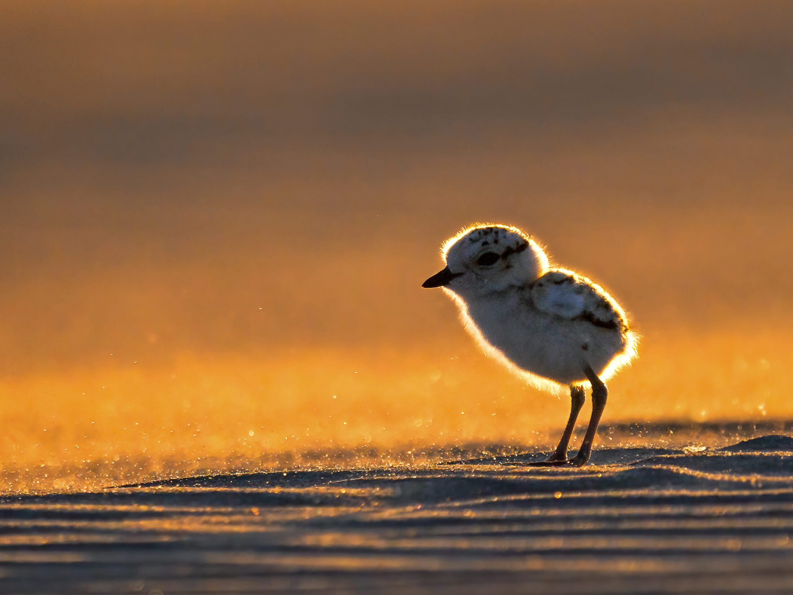 Young snowy plover on the Oregon Coast by Keith Wallach