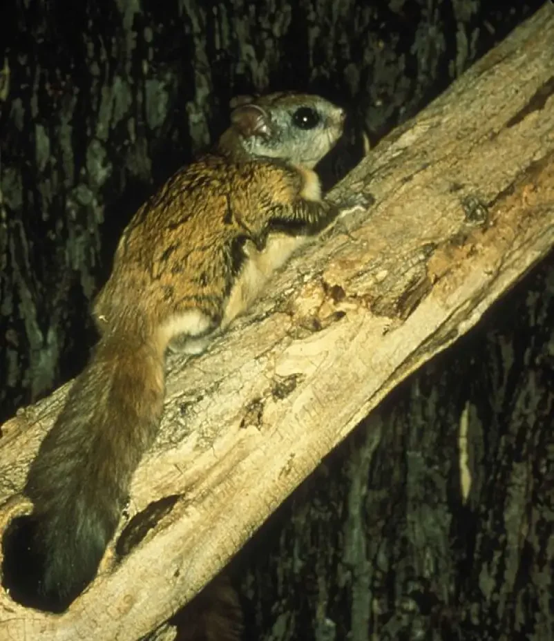 Northern Flying Squirrel by Master Larry USFWS
