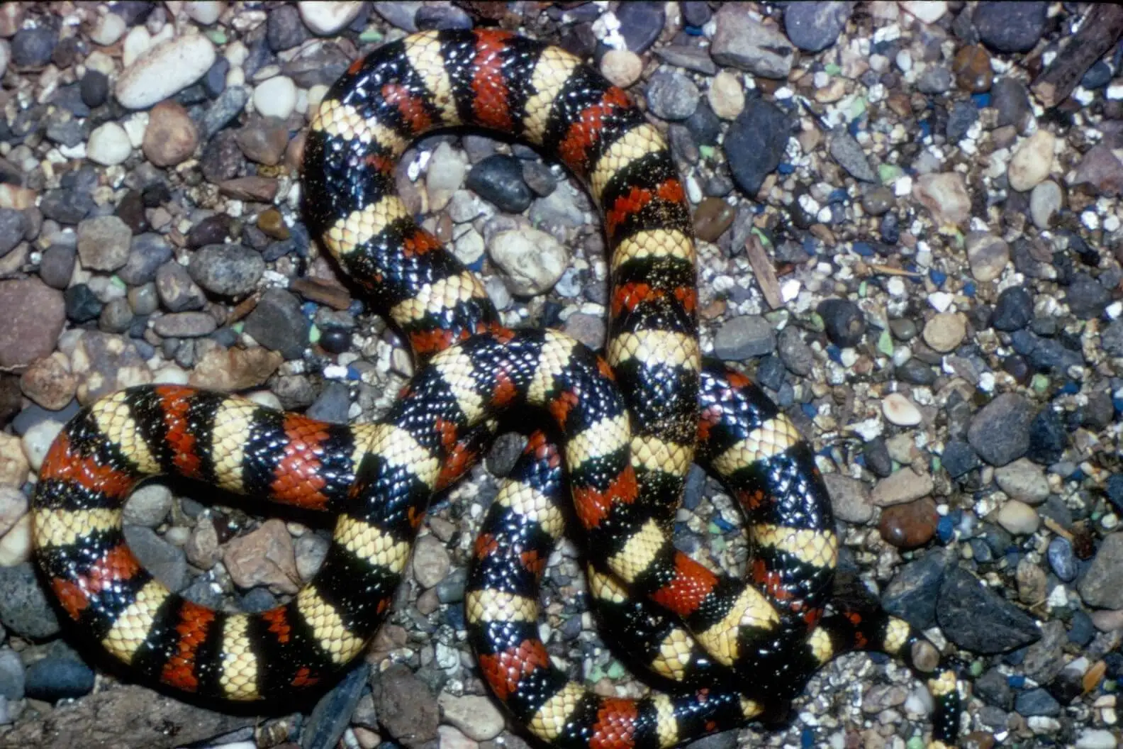 California Mountain Kingsnake by California Dept of Fish and Wildlife