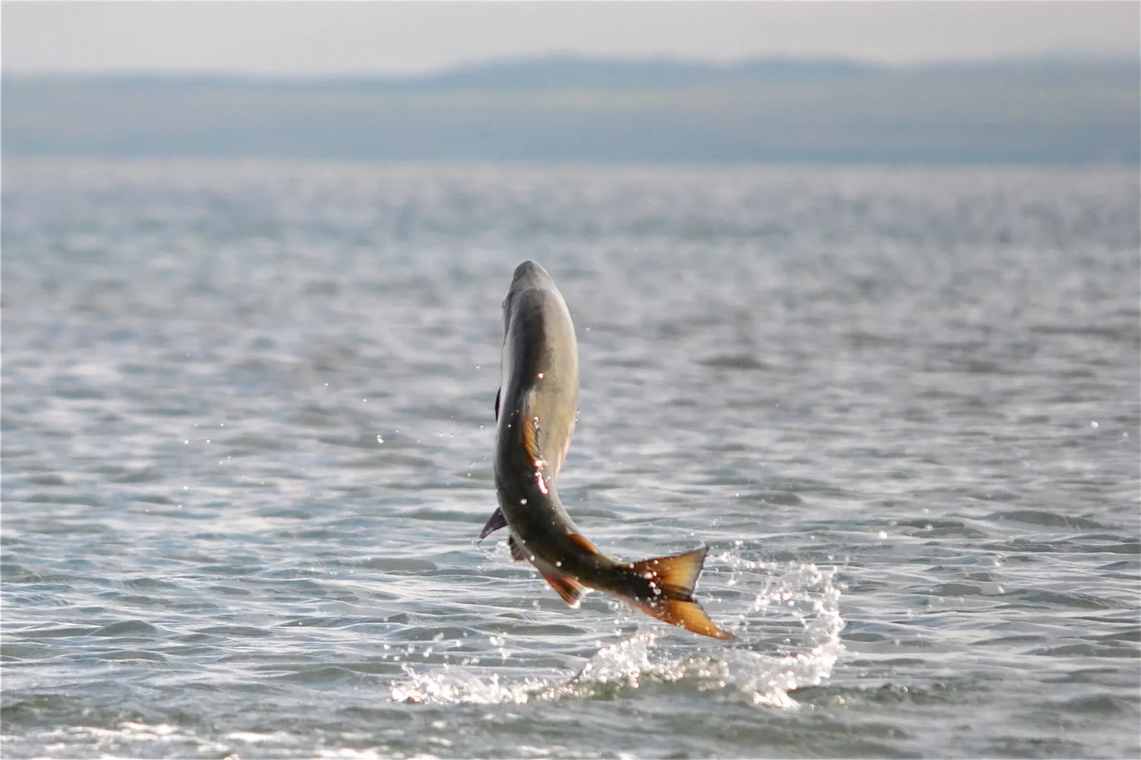 Chum salmon leaping by USFWS