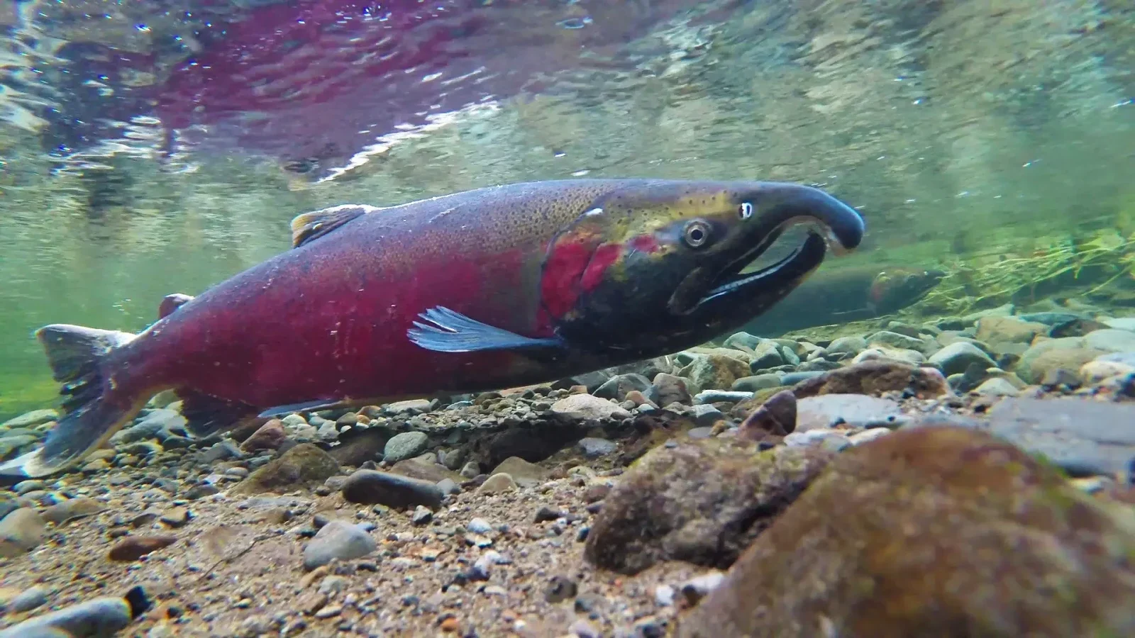 Coho Spawning on Salmon River Oregon by Bureau of Land Management Oregon and Washington