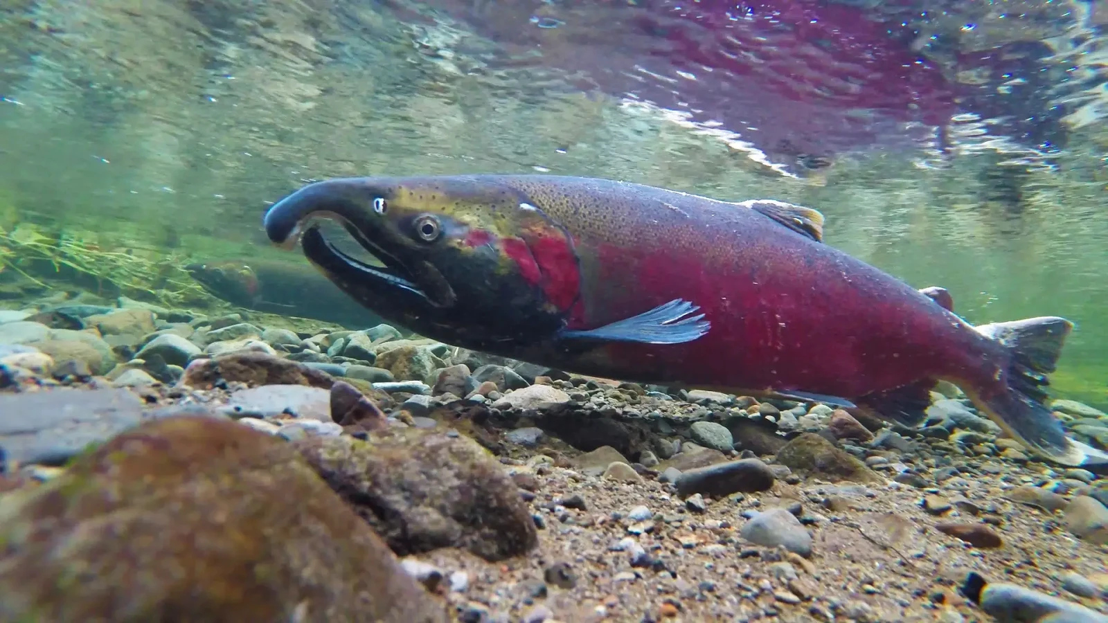 Coho Spawning on Salmon River Oregon by Bureau of Land Management Oregon and Washington
