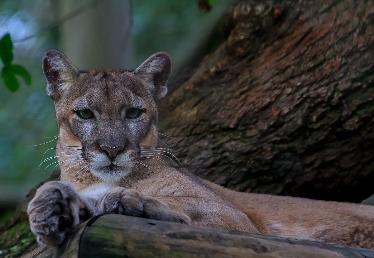 Cougar by Pete G Sharealike License