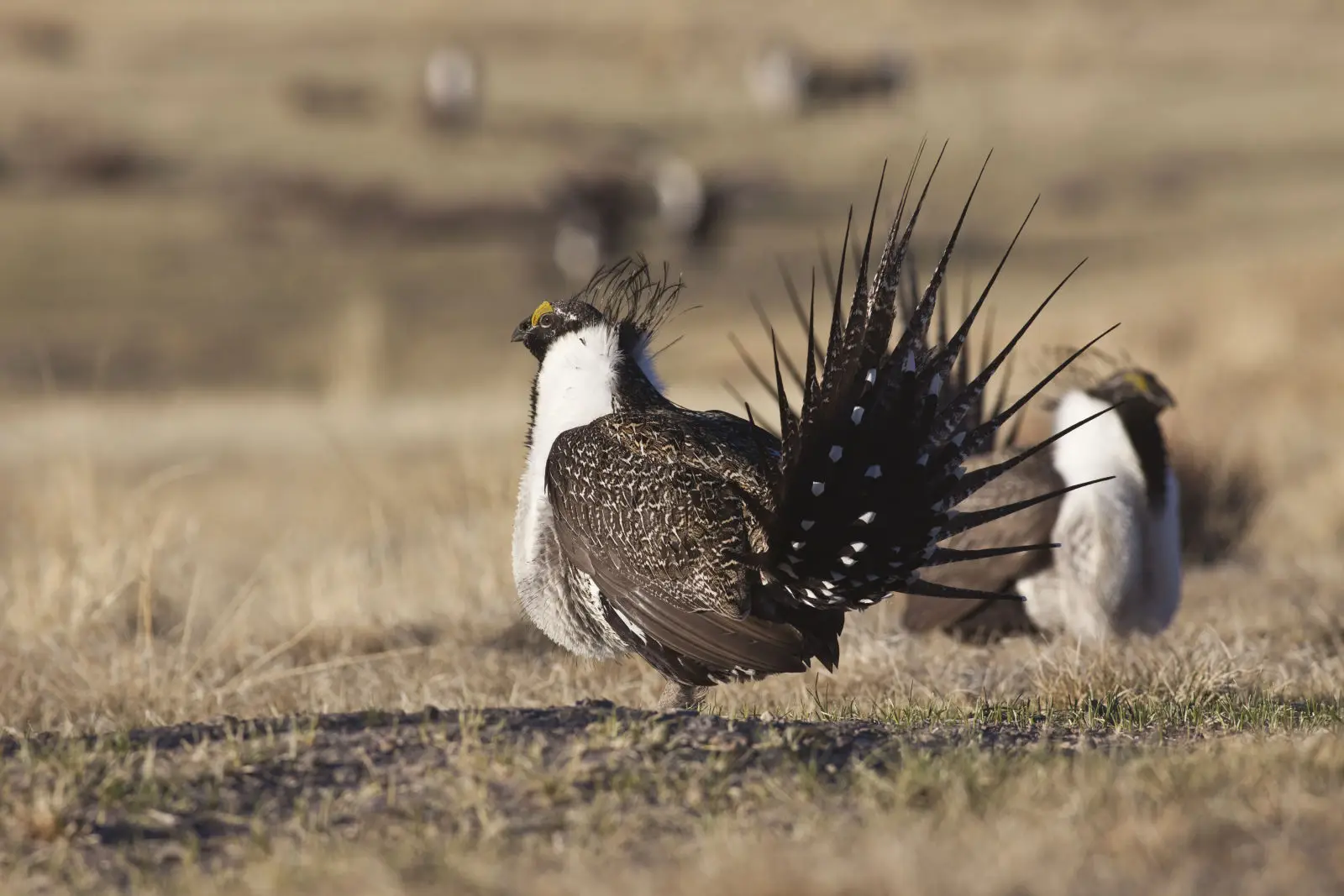 Sage grouse image by BLM