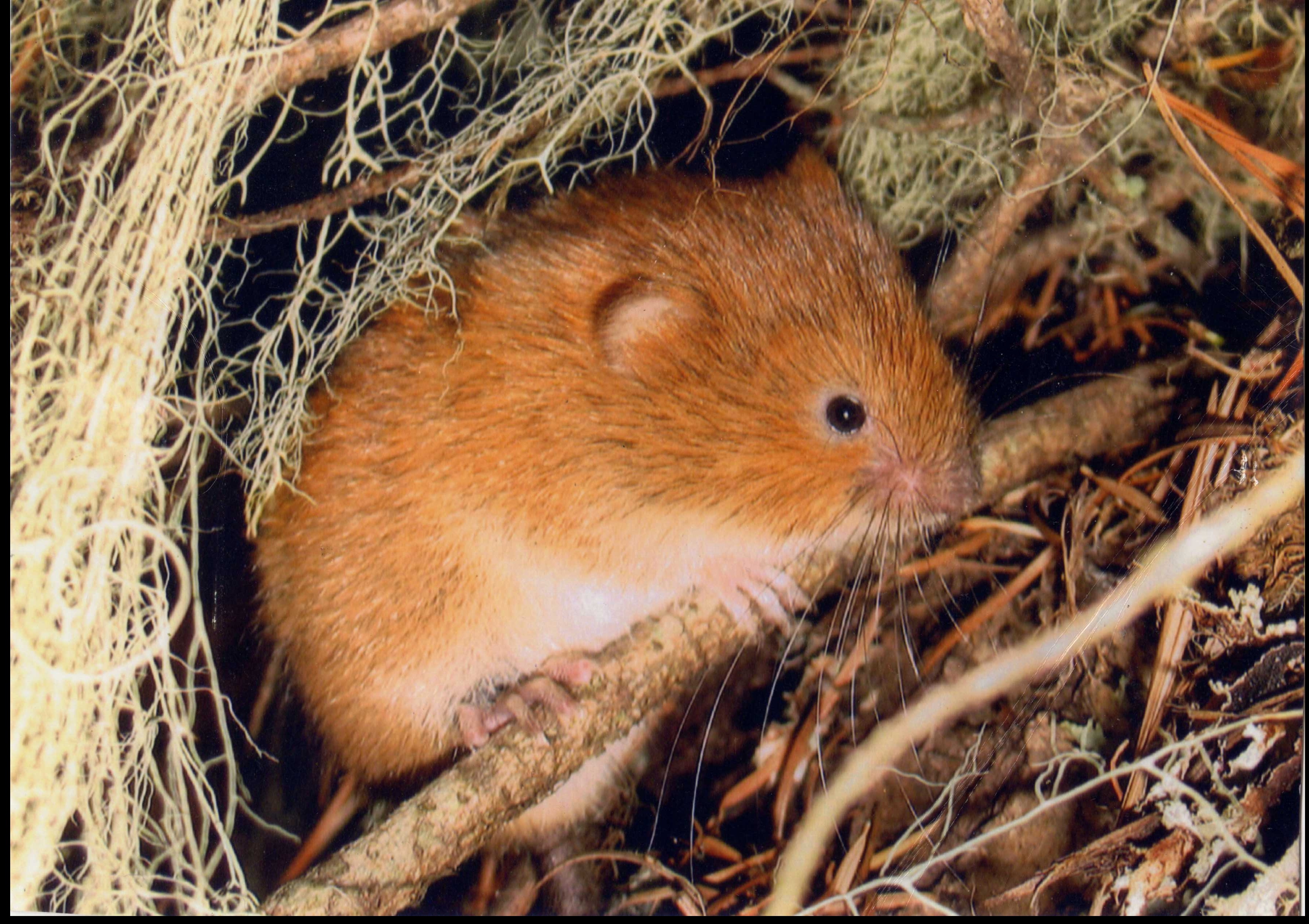 Red Tree Vole in Oregon by USFWS