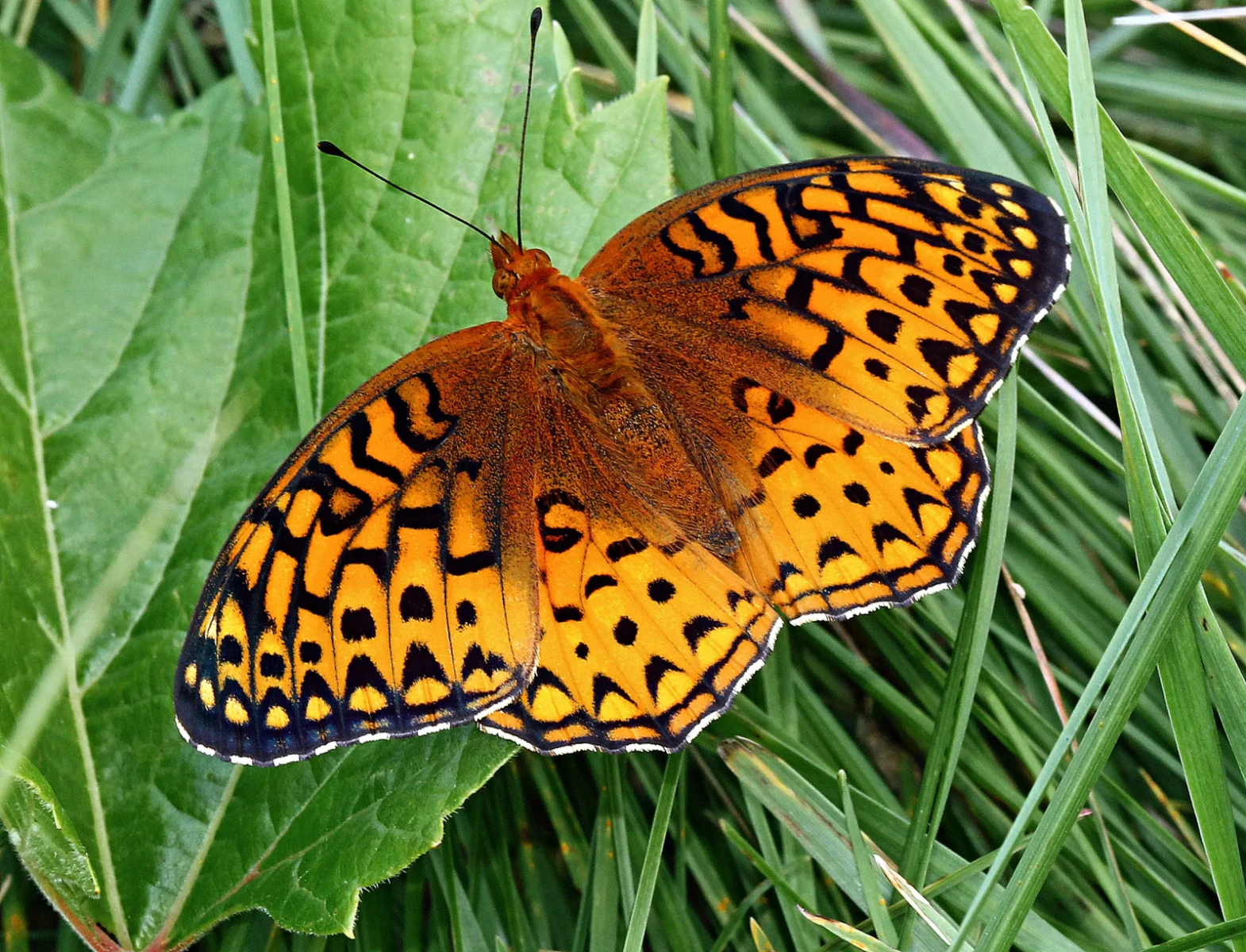 Great spangled fritillary by khte Wisconsin