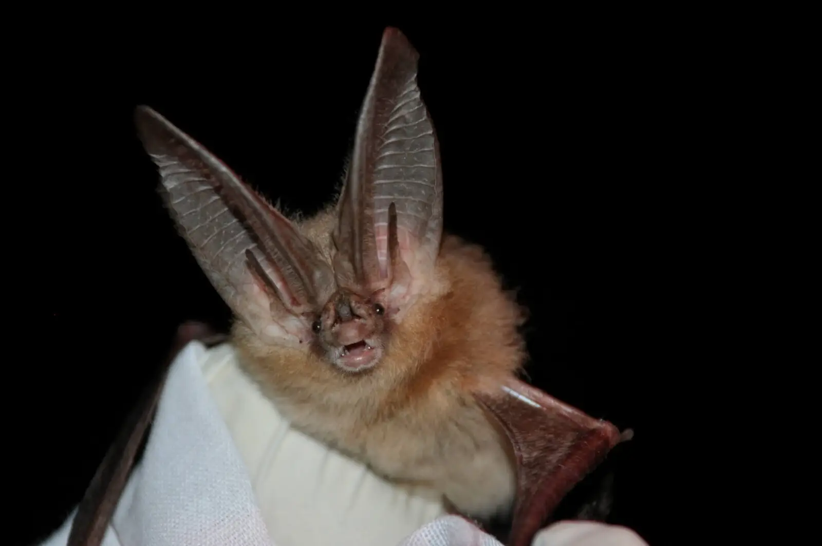 Townsend's Big-eared Bat by US Fish and Wildlife Service Headquarters