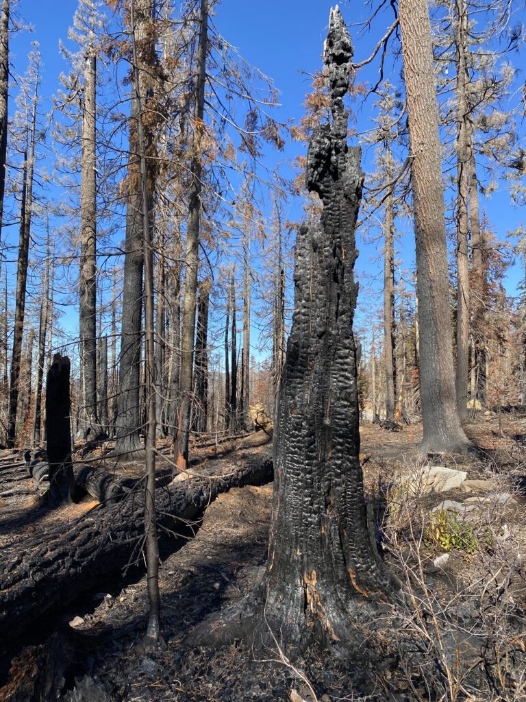 Burned trees, snags, and down logs are important legacy structures for soil and wildlife.