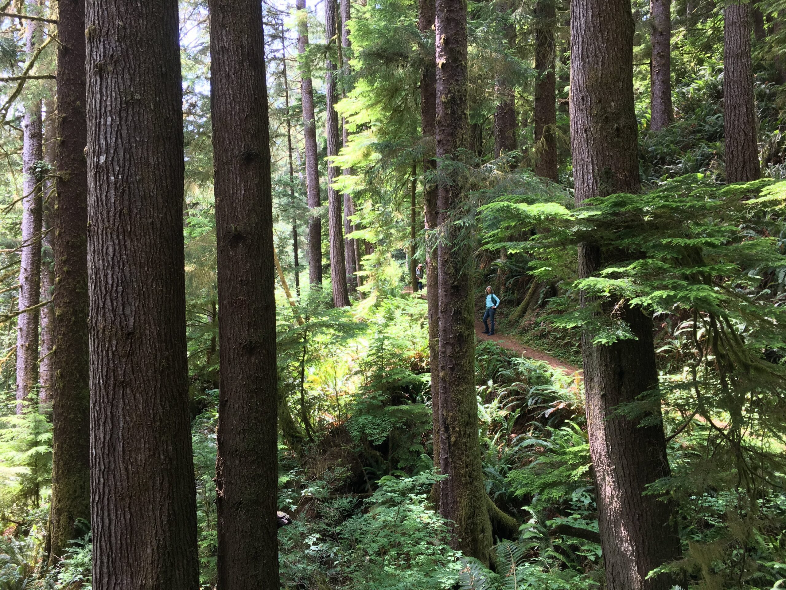 Forest along Gwynn Creek, by Chandra LeGue