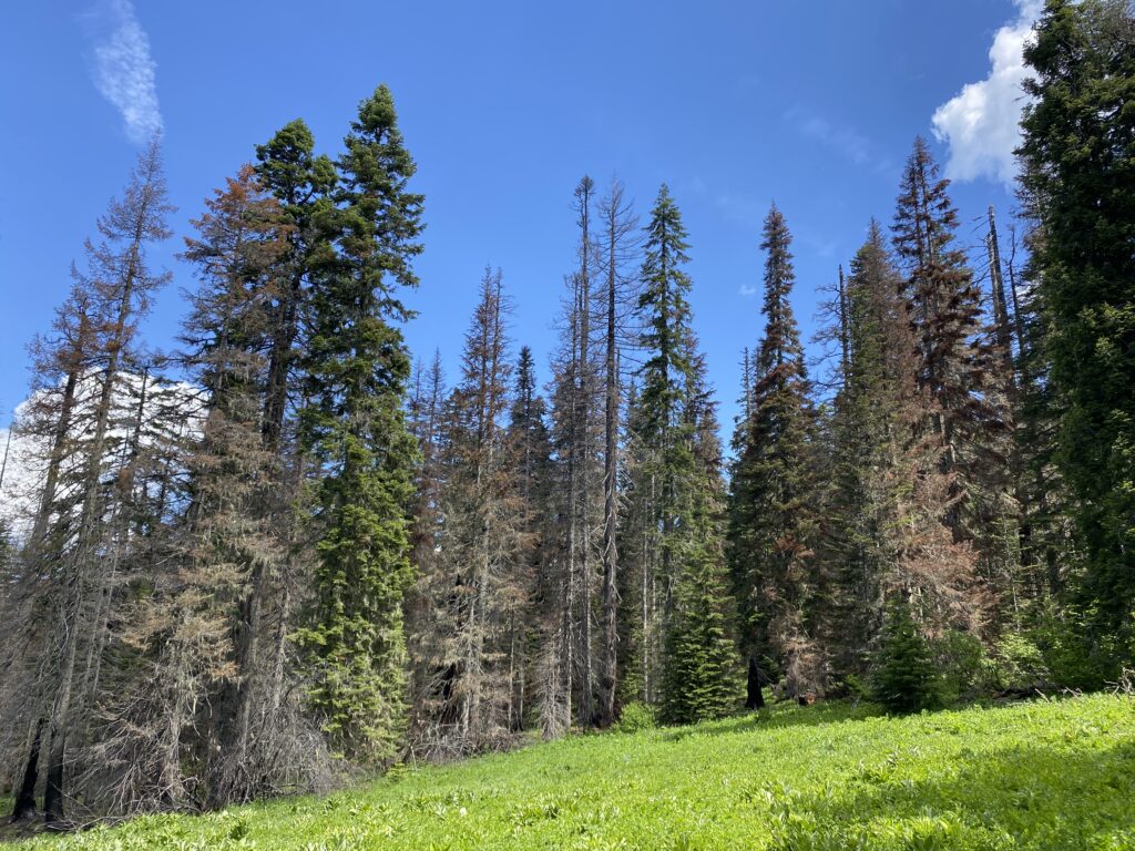 Mixed fire impacts in forest around a meadow