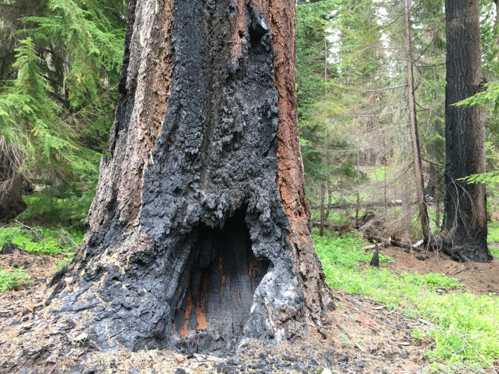 Burn scar at base of big tree