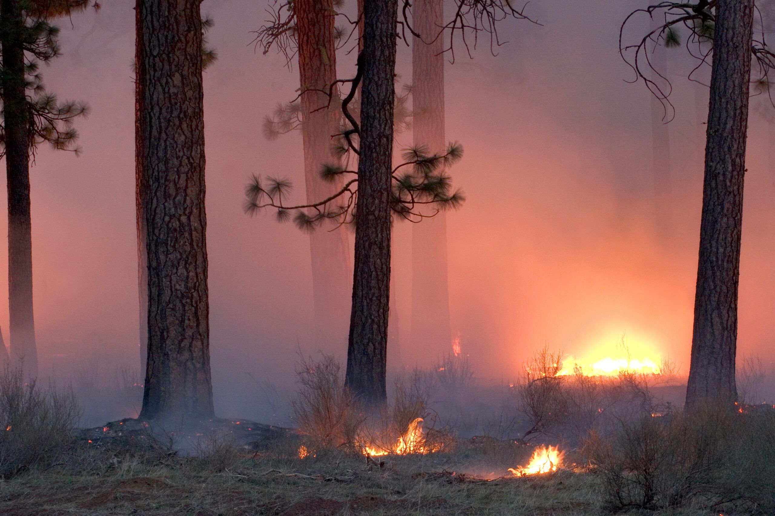 Prescribed burn near Black Butte Ranch in the Deschutes National Forest