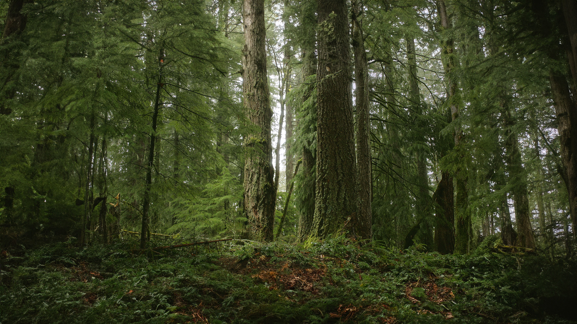 An old-growth forest grove. Photo courtesy of Alex Haraus | Shot by Aidan Kranz