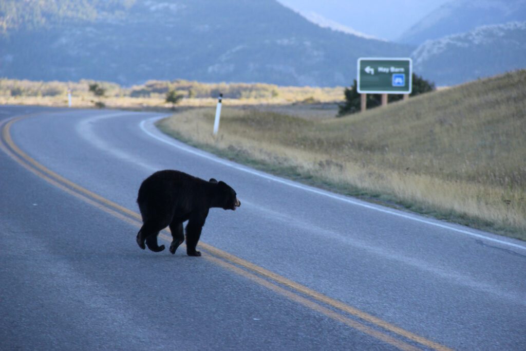 The Hidden Toll of Roads: Protecting Wildlife In A World of Highways