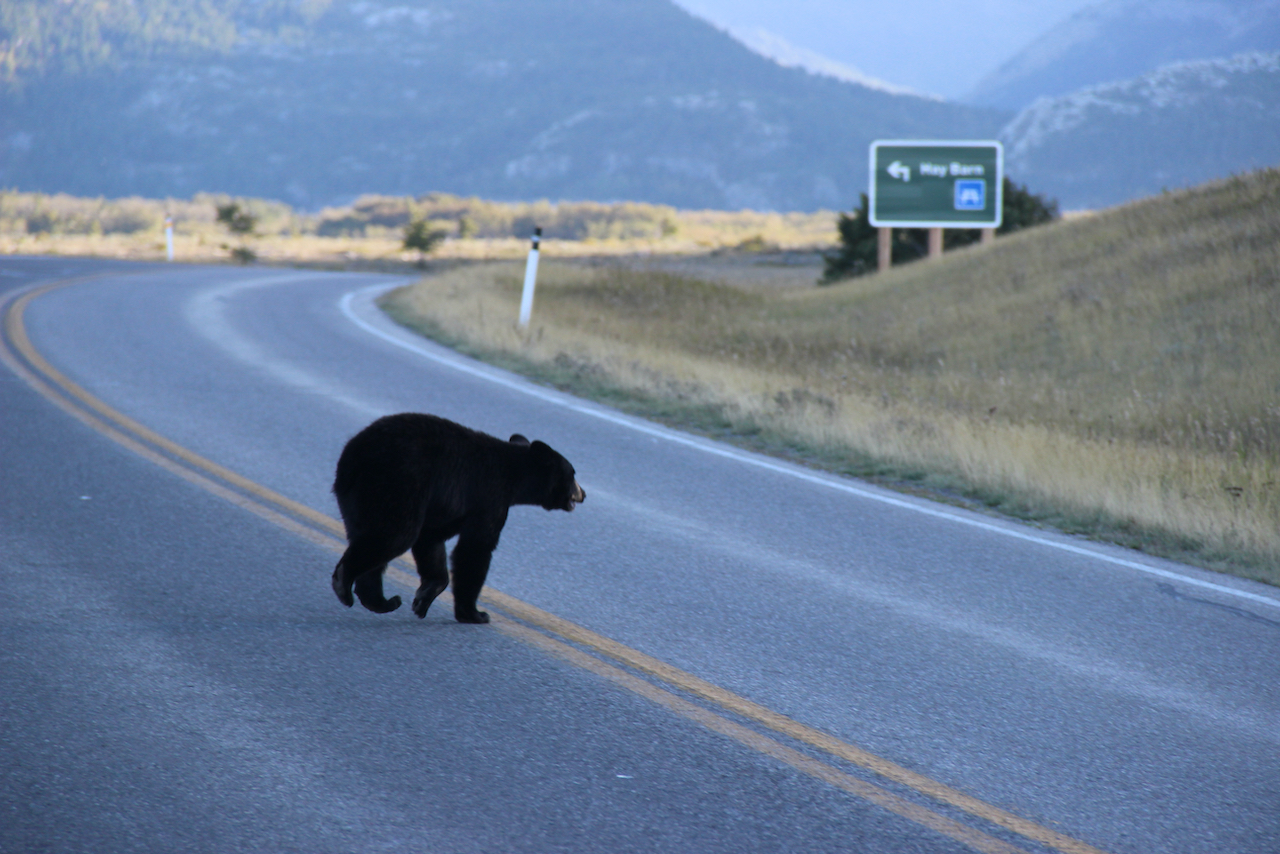 A small black bear hurries over a road