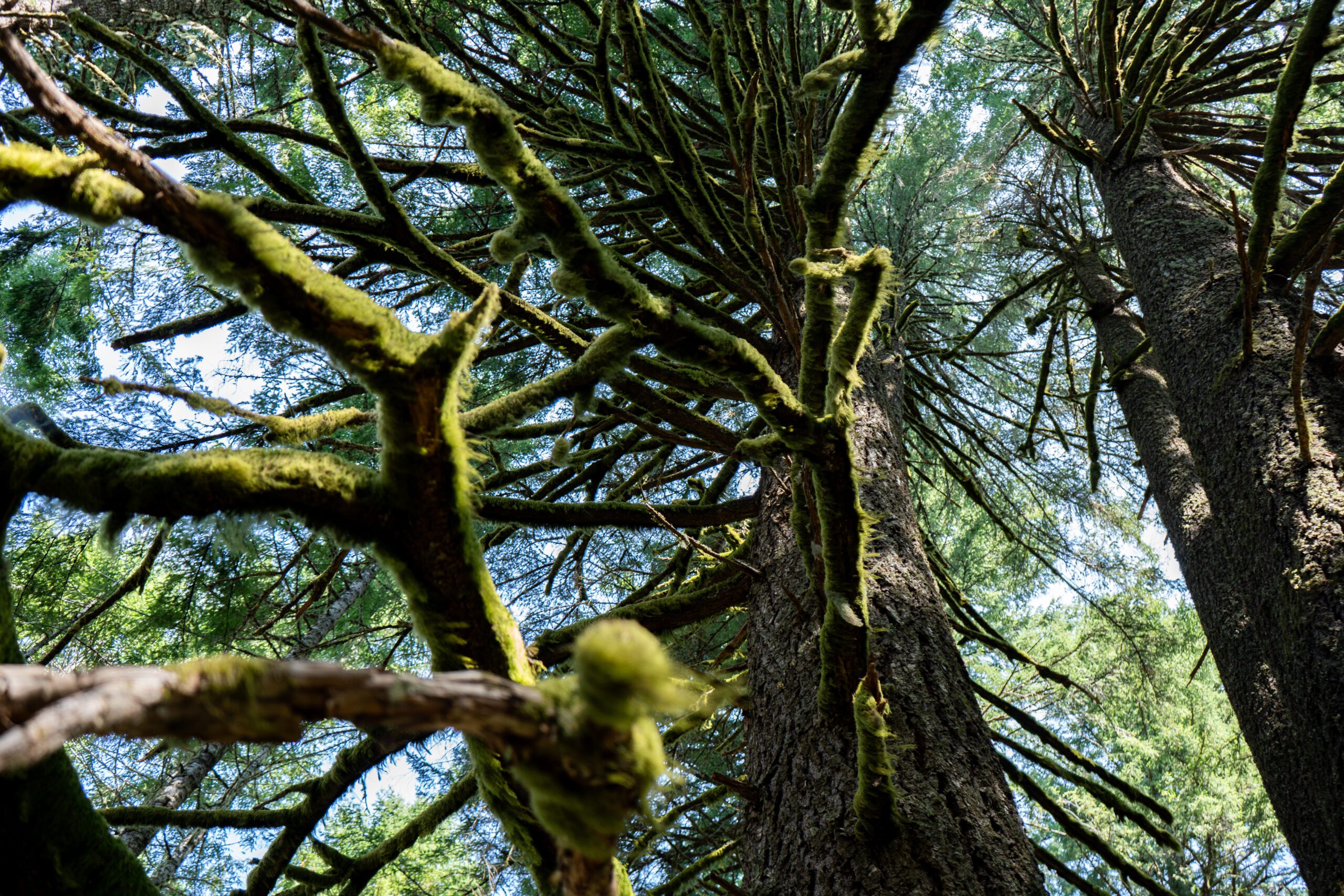 Looking up into the mossy canopy of an old-growth forest