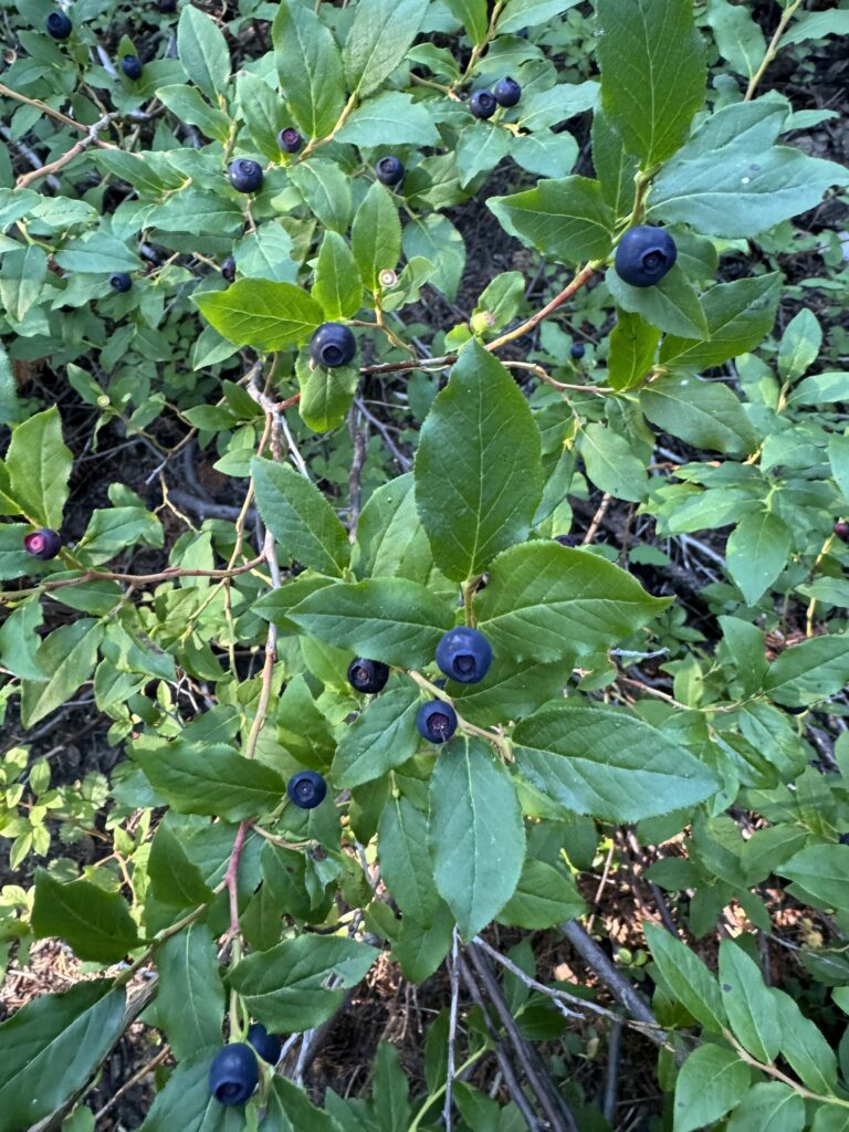 Wild huckleberries