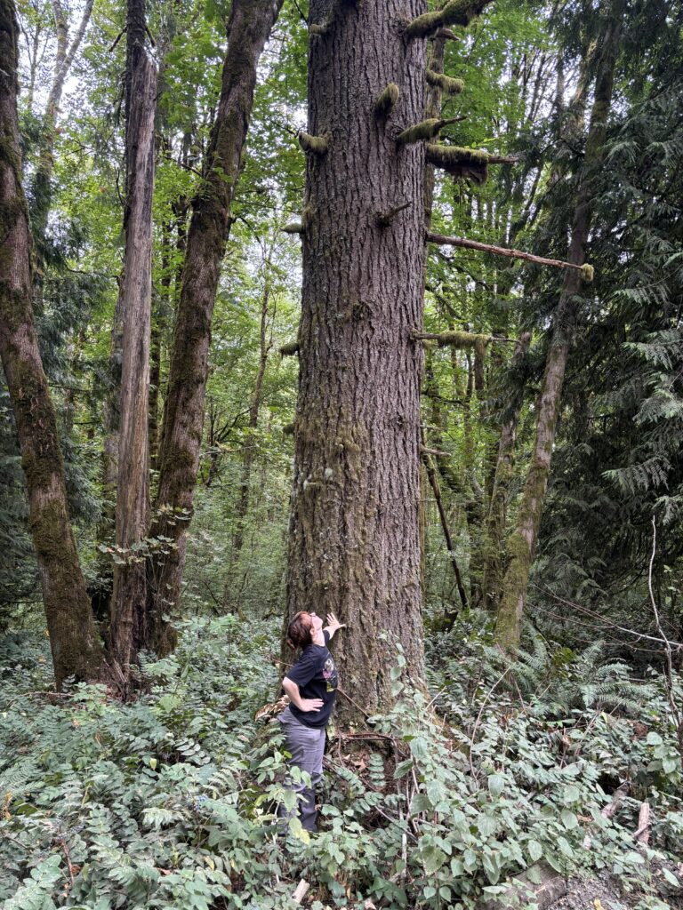 A person in a black shirt stands next to a large tree trunk looking up into a canopy out of frame.