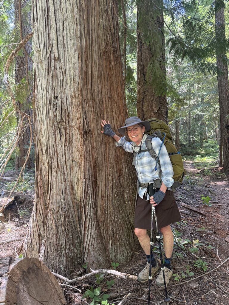 The author leans on a big western redcedar