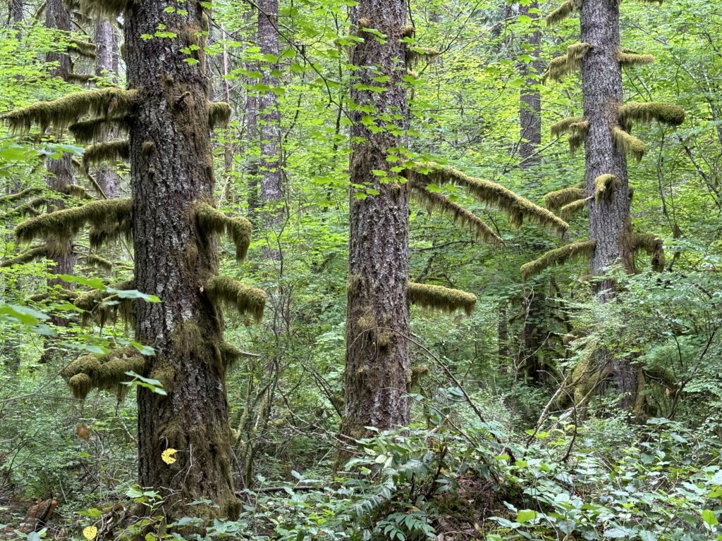 LArge Douglas fir trees covered in vibrant green moss with a healthy green understory