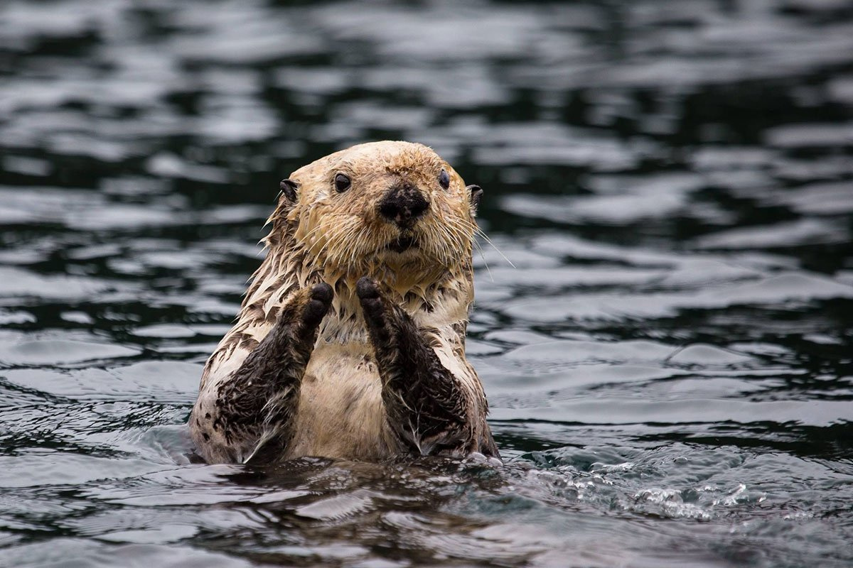A sea otter looks at the camera with paws out of the water
