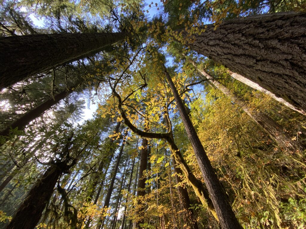 Mature forest canopy