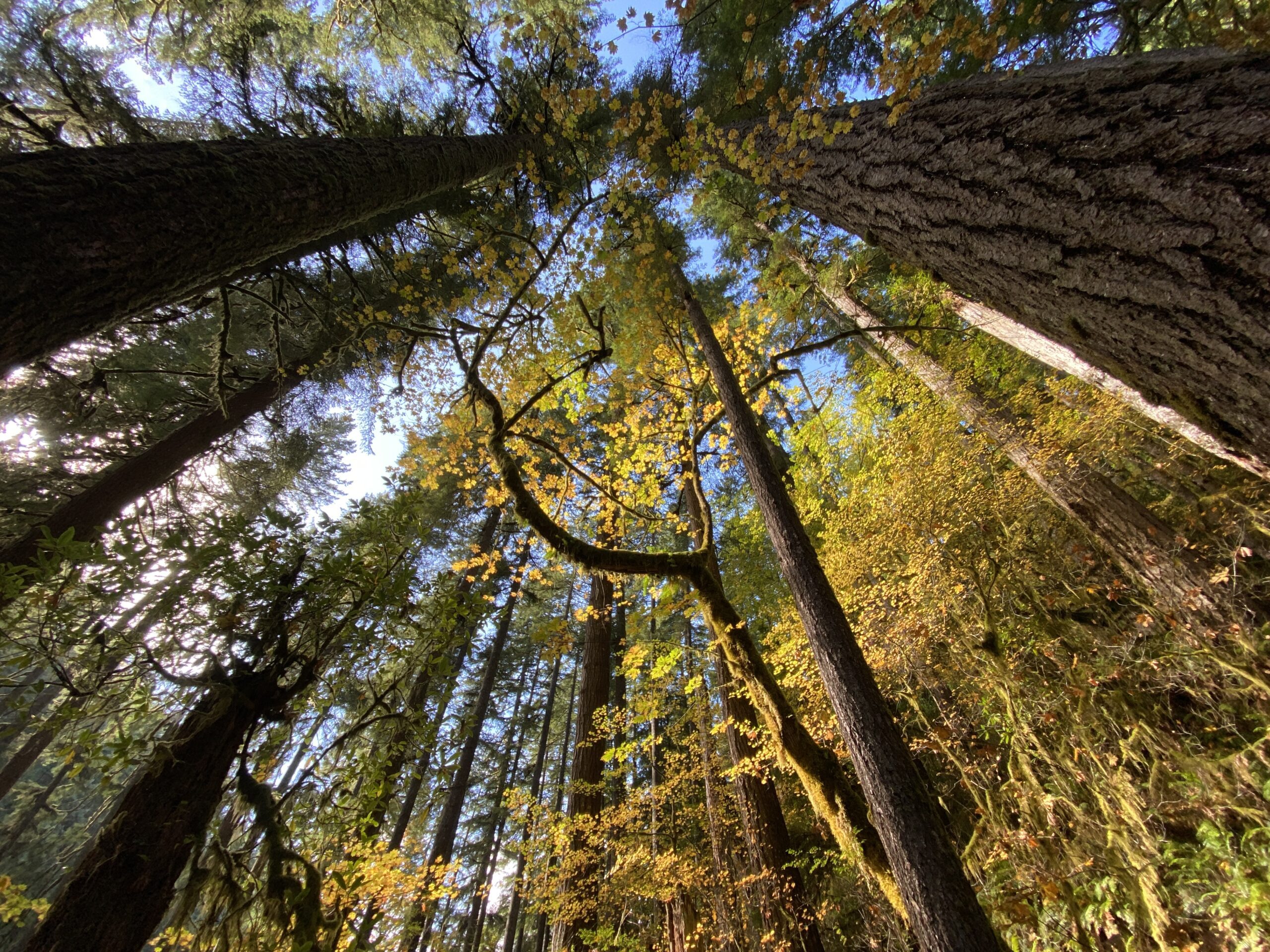 Mature forest canopy