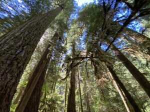 Looking up into the tall tree canopy of a forest