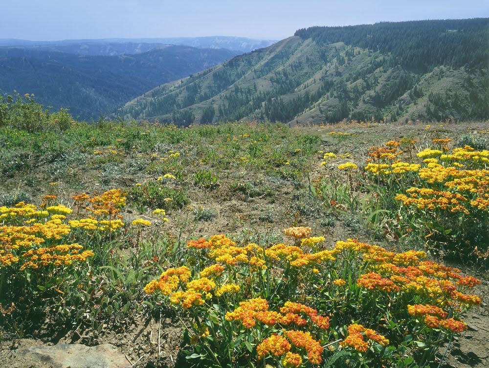 North Fork Umatilla Wilderness in flower. Courtesy of Greater Hells Canyon Council