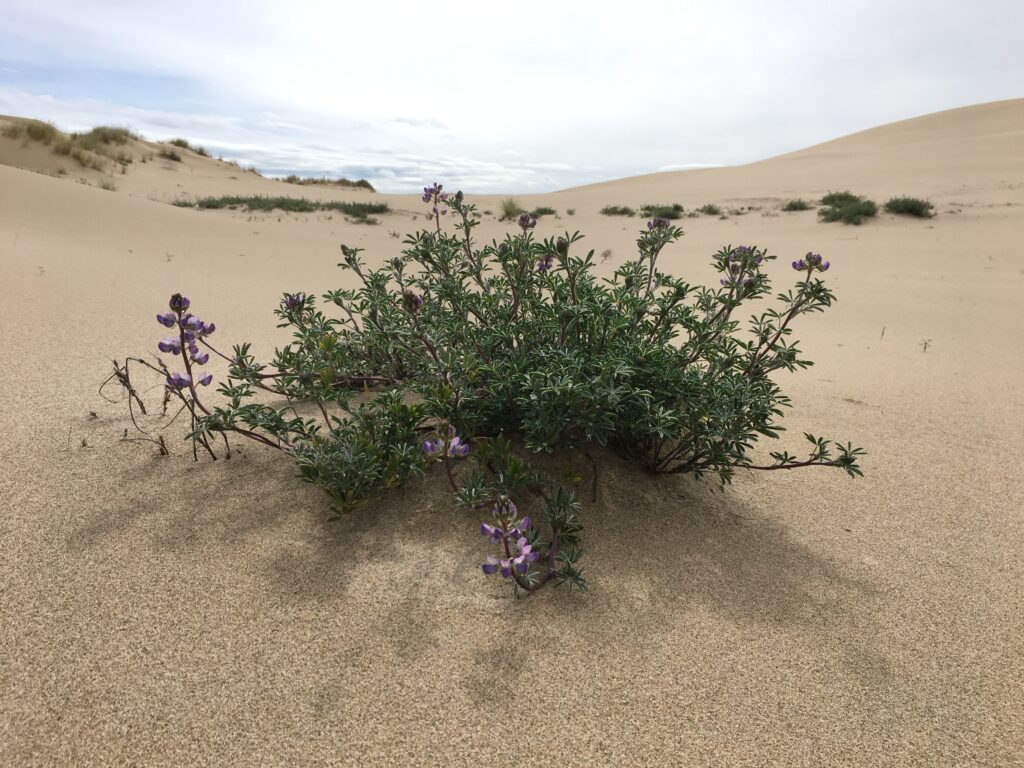 John Dellenback Dunes