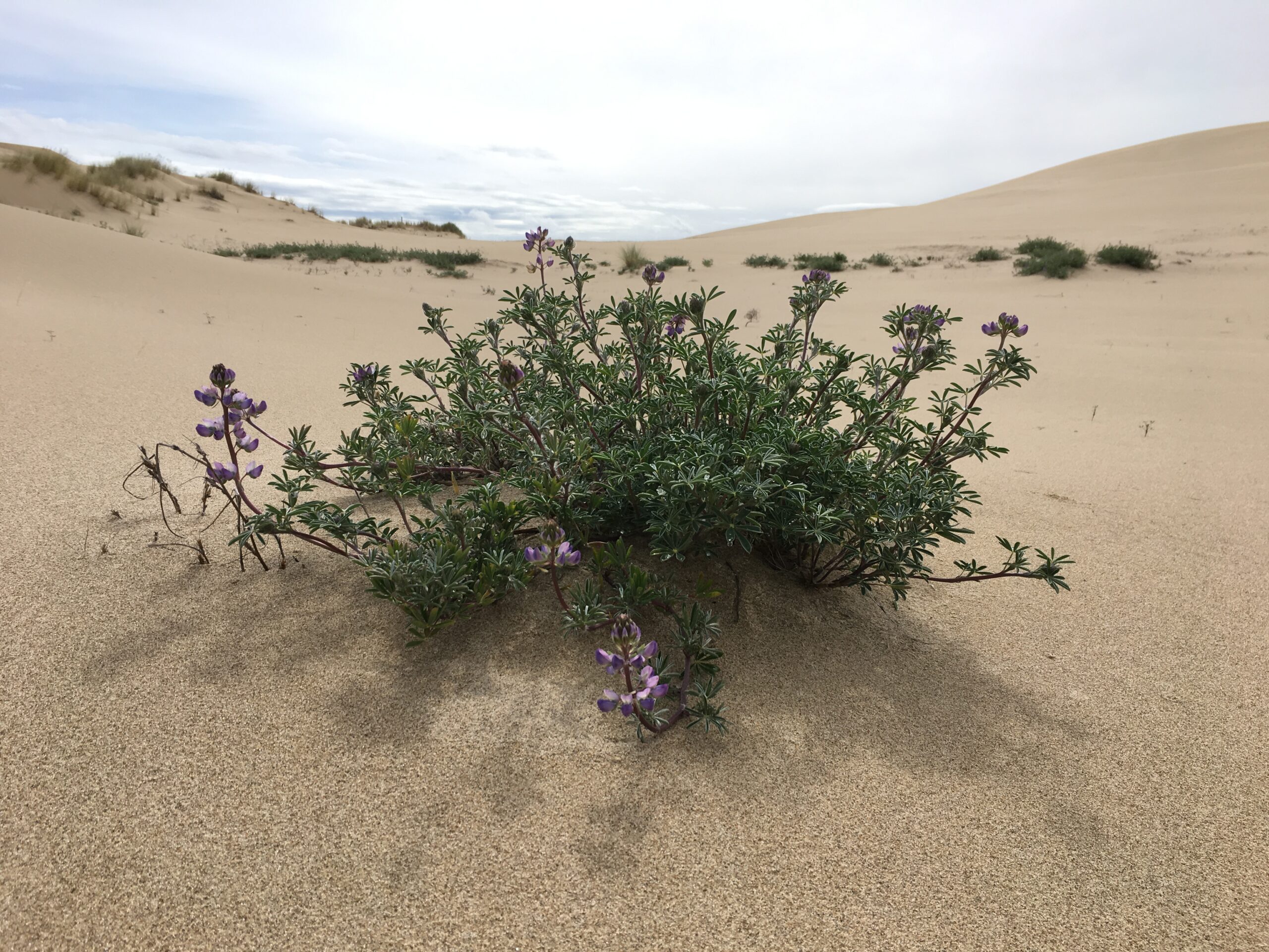 Lupine in the Dellenback Dunes by Chandra LeGue