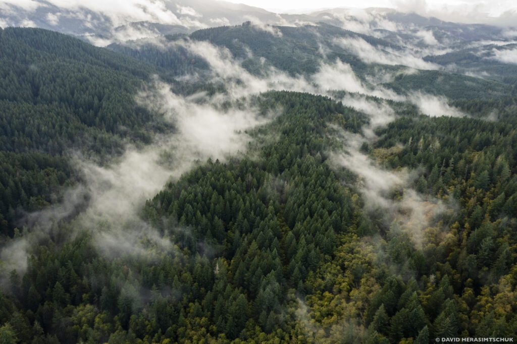 An aerial view of the Siuslaw National Forest with green trees and fog clouds nestled in the canyons and drainages. Photo by David Herasimtschuk.