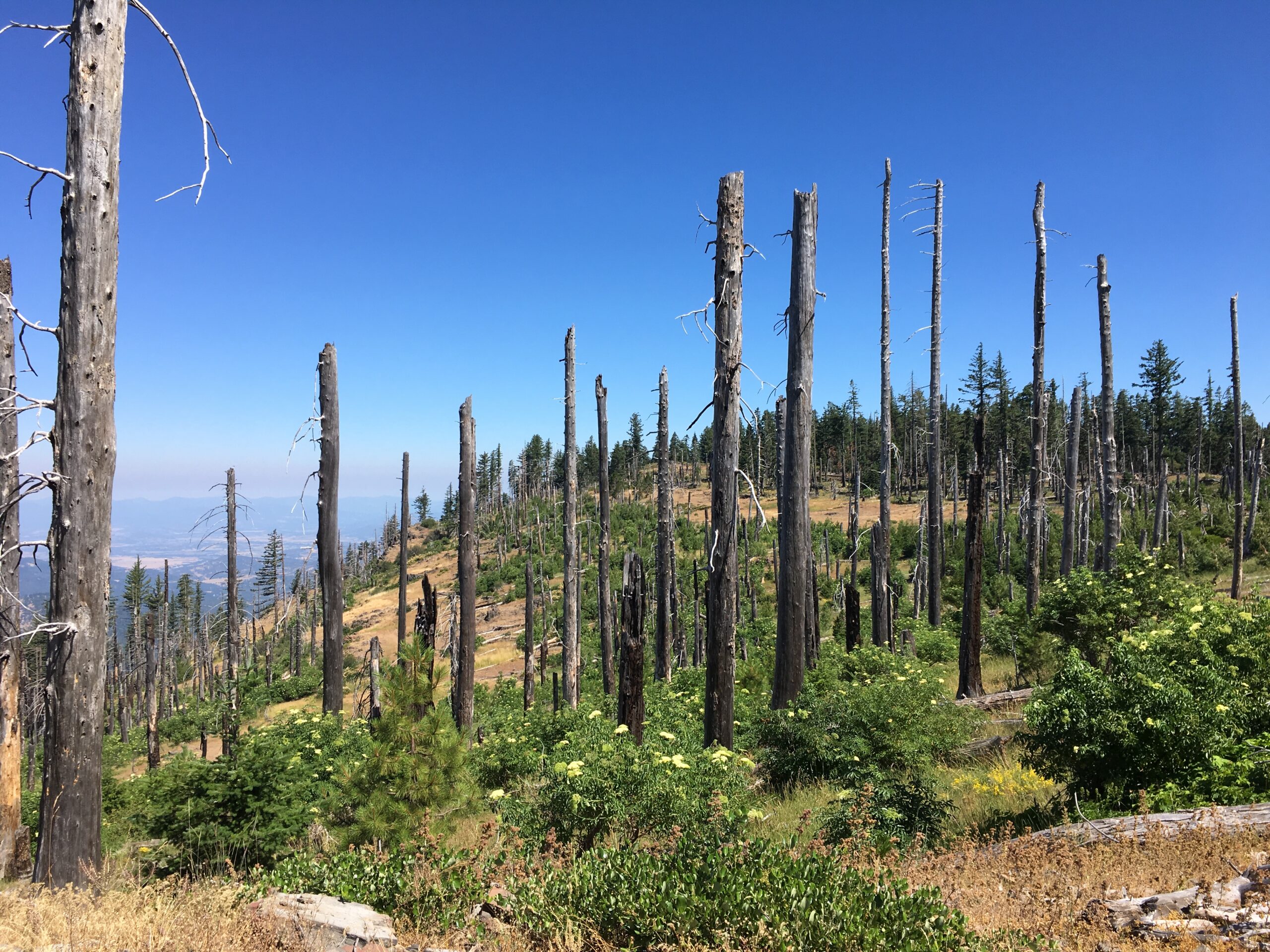 Snags on Grizzly Peak by Chandra LeGue