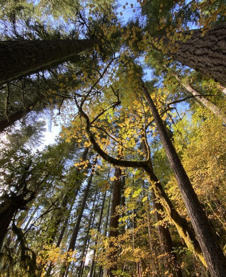 Interactive map of Oregon s BLM - IMG 3832 1 768x943 