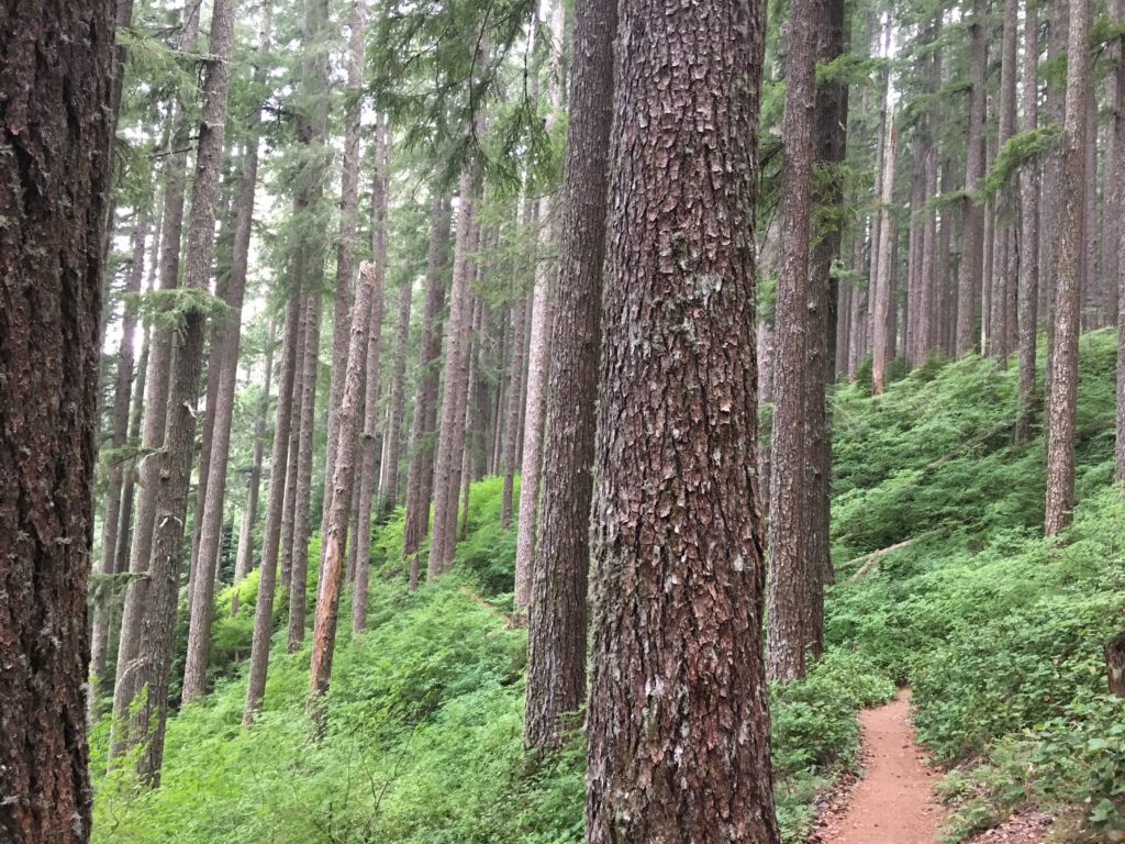 Marys Peak - Oregon Wild