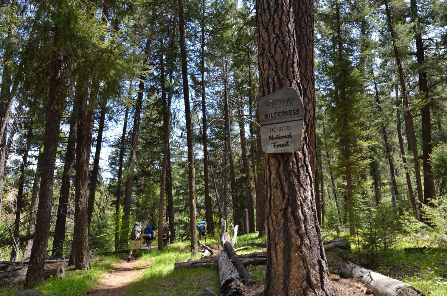 Mill Creek Wilderness by Marielle Cowdin