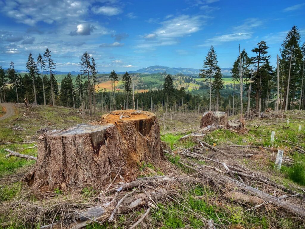 Trouble in Our Backyard Forests