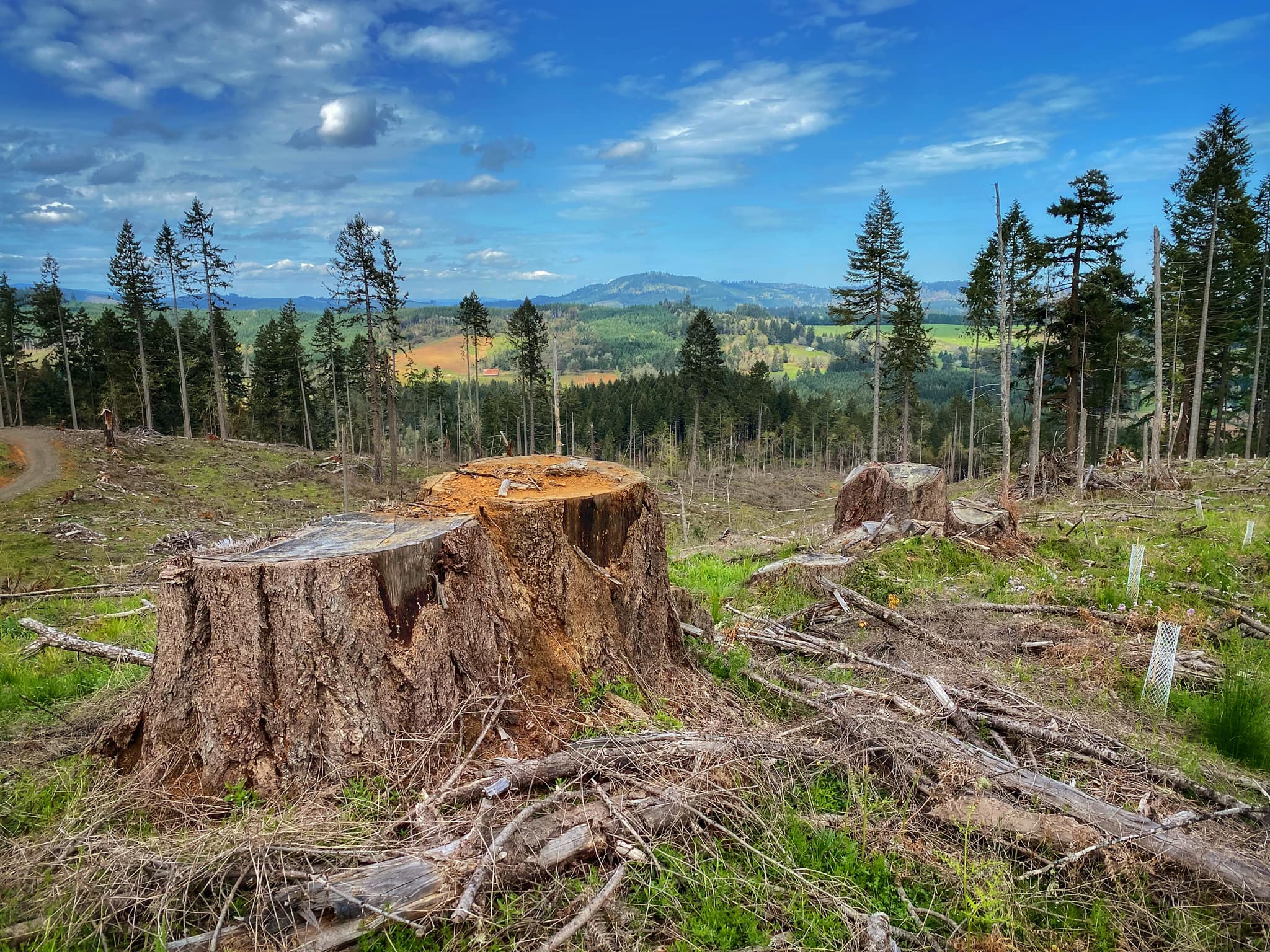 A pair of large stumps in the foreground with a clearcut in the background, a few spindly trees remaining.