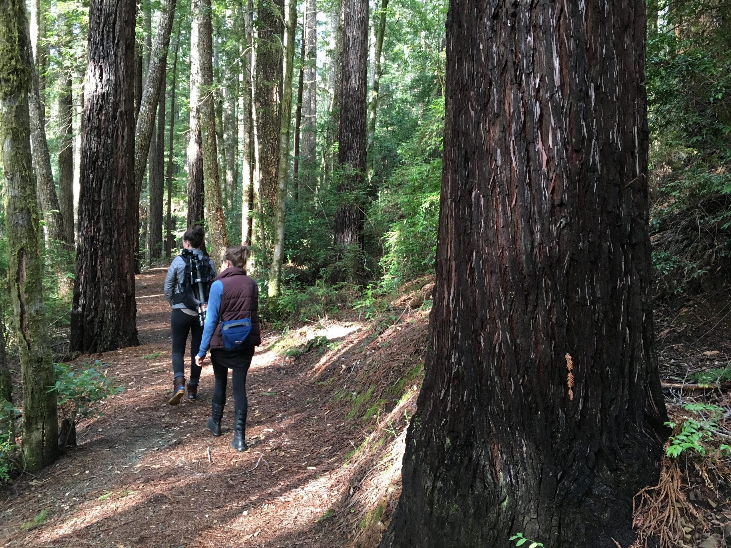 Hikers on the Oregon Redwoods Trail by Chandra LeGue