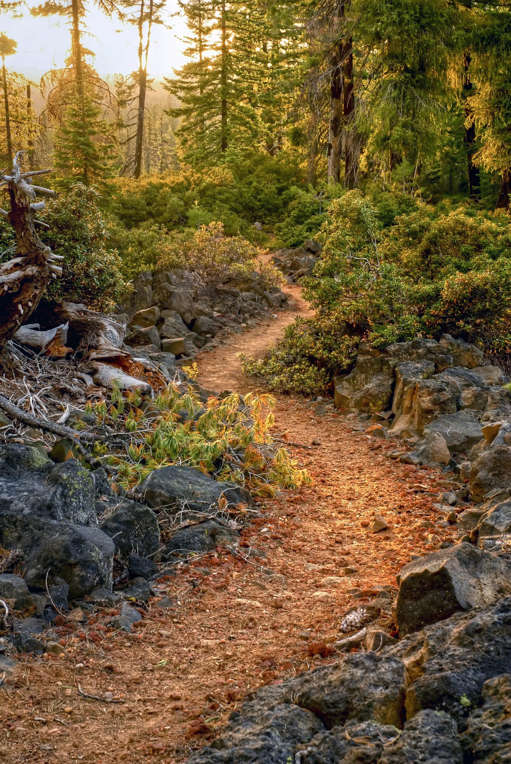 Brown Mountain PCT by Susan Newman