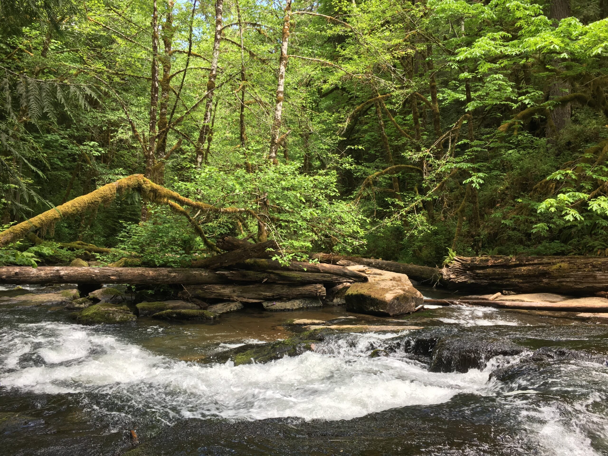 South Fork Alsea River near Alsea Falls by Chandra LeGue